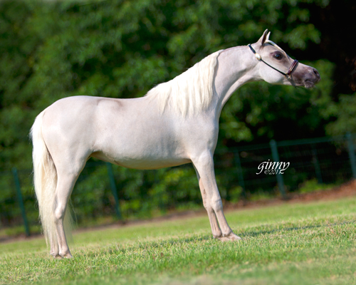 Texas Angels Code Blonde
