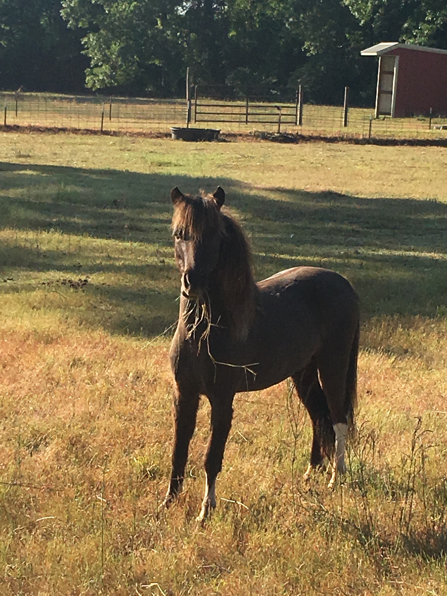 Sales - Texas Angels Miniature Horses