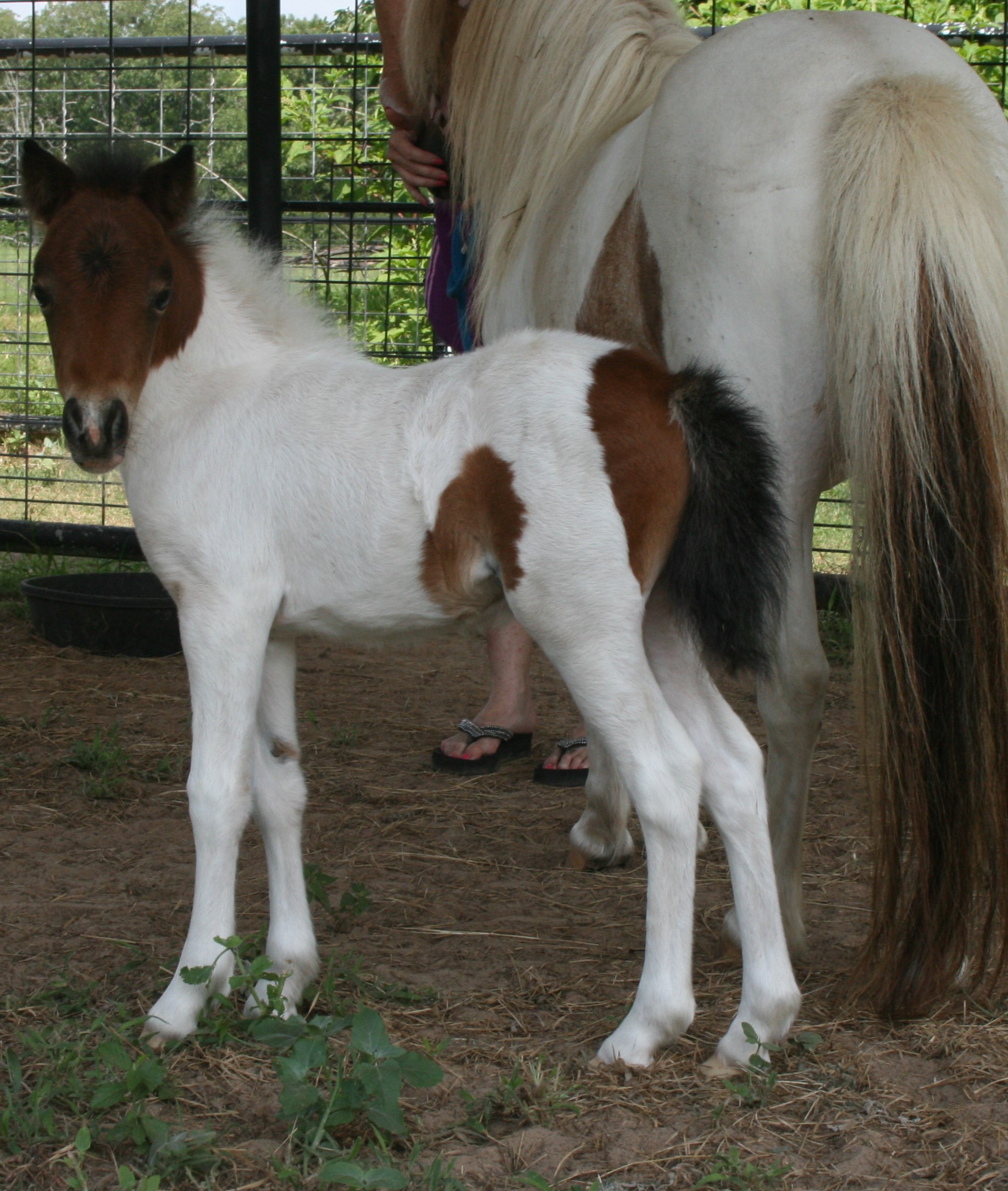 Sales - Texas Angels Miniature Horses